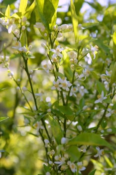 Orange tree flowers during spring in Spain