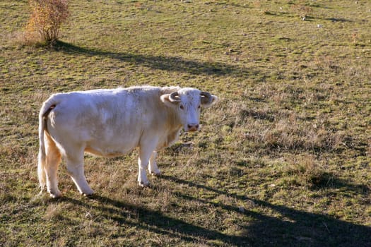 White cow on a meadow looking to camera, curious