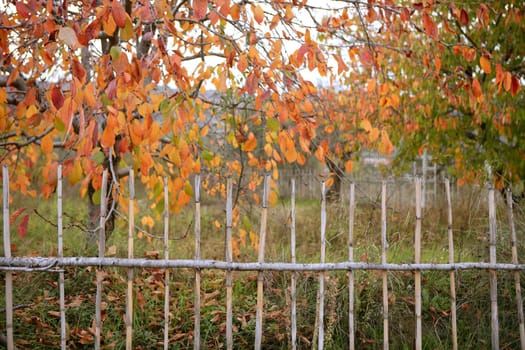 Cherry fields in golden colorful orange outumn in Spain