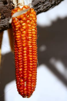 Dried vivid orange corn cob on a sunny day