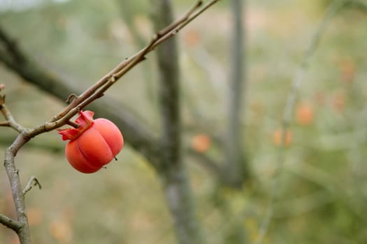 Persimmon fruit detail in vivid orange color on the tree branch