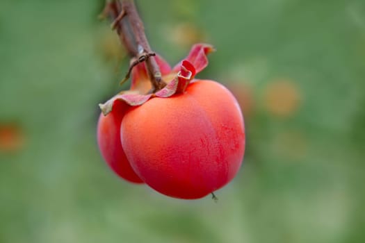 Persimmon fruit detail in vivid orange color on the tree branch