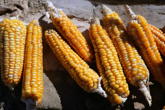 Dried vivid orange yellow corn cob on a sunny day