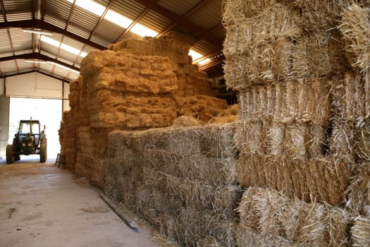Straw golden bale barn stacked, perspective with tractor