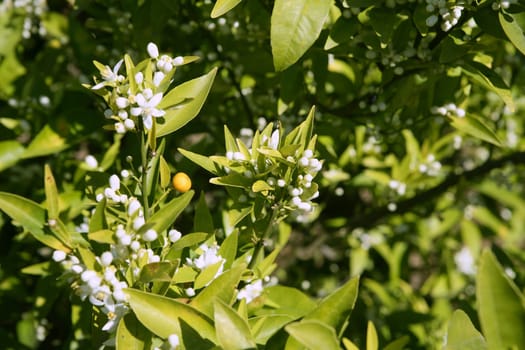 Orange tree flowers during spring in Spain