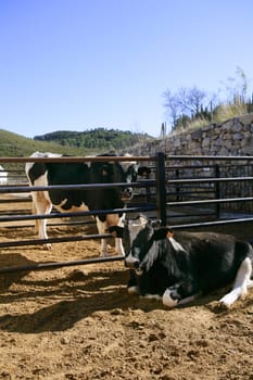Friesian cow couple eating on the farm
