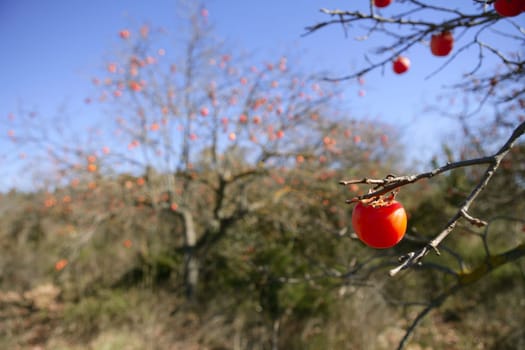 Persimmon tree field with vivid fruis and blue sky