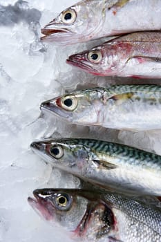 Seabass, mackerel, hake fish seafood over ice