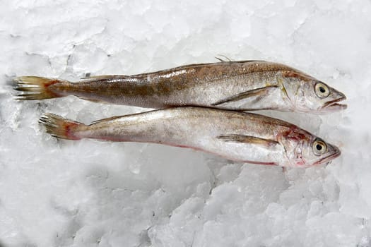 Hake fish on white ice macro detail