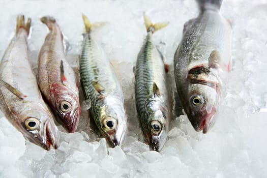 Seabass, mackerel, hake fish seafood over ice