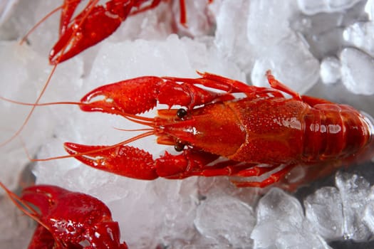 River vivid red color crabs over market ice