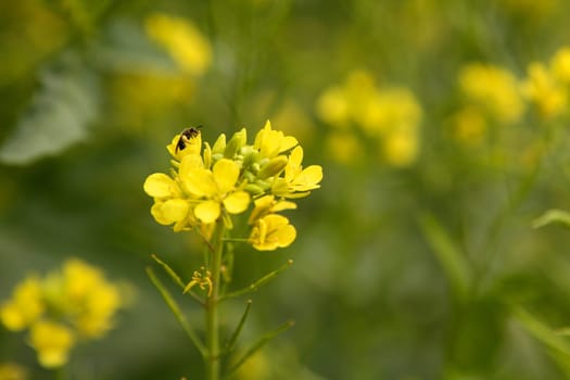 Sinapis Aiba, Mustard yellow flower green field