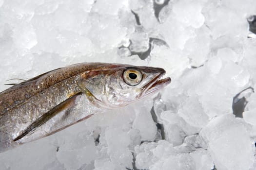 Hake fish on white ice macro detail
