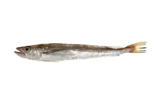 Hake fish isolated on white macro detail