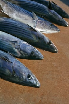 Bonito, skipjack tuna, Sarda Sarda in a row, fresh fish