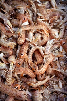 Mediterranean sea crustacean texture, Squilla mantis