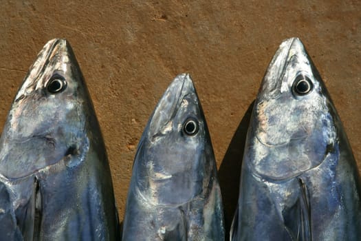 Bonito, skipjack tuna, Sarda Sarda in a row, fresh fish