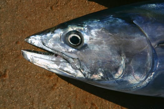 Bonito, skipjack tuna, Sarda Sarda, close up face portrait macro