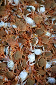 Crab texture, seafood background with many mediterranean crabs