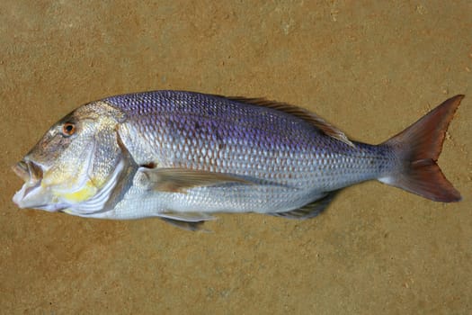 Good fish catch, Mediterranean denton, similar to sparus gilthead