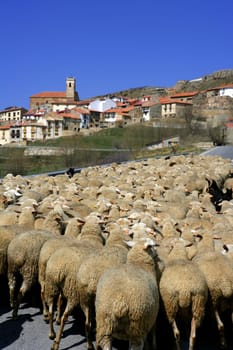 Lamb herd, sheep and gout flock walking on Spanish typical village