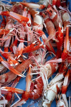 Mediterranean crustacean, Nephrops Norvegicus in red and white