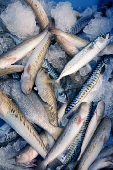 Mediterranean varied fish on ice, mackerel, Mediterranean sea spider fishes