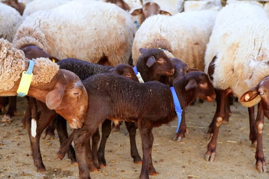 Sheep flock, baby lamb on the farm with mother