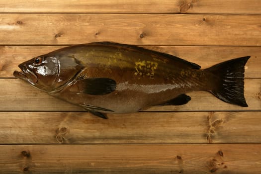 Grouper fish seafood, fishing catch over warm wooden background