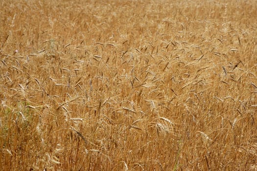 Golden yellow wheat cereal crop field texture in spring