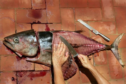 Bloody Mediterranean tuna fish preparation after catch