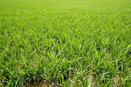 Green rice plants in irrigation water spring fields