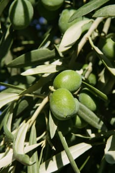 Green olive tree with macro closeup fruits in Mediterranean Spain