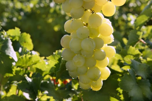 Delicious yellow autumn grape fruit macro detail