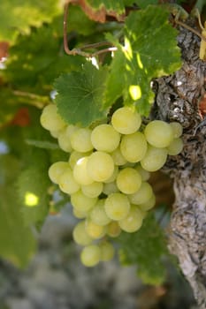 Delicious yellow autumn grape fruit macro detail