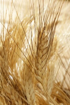 golden wheat cereal over wood background