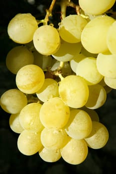 Beautiful green yellow grapefruit macro detail