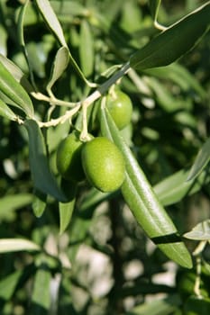 Green olive tree with macro closeup fruits in Mediterranean Spain