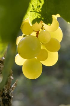 Delicious yellow autumn grape fruit macro detail