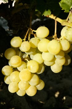 Delicious yellow autumn grape fruit macro detail