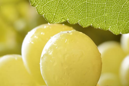 Delicious yellow autumn grape fruit macro detail