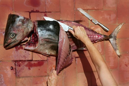Bloody Mediterranean tuna fish preparation after catch