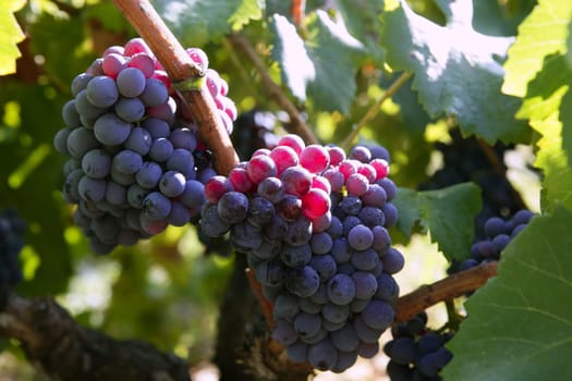 Black red grape for wine production in Spain grapevine fields