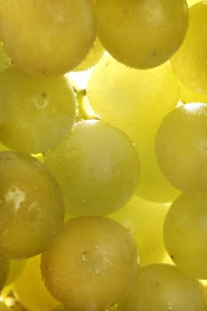 Beautiful green yellow grapefruit macro detail