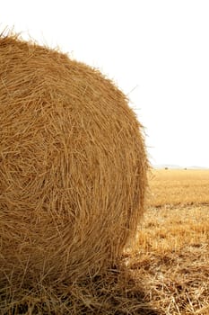 Hay round bale of dried cereal plants in sunny day