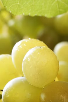 Beautiful green yellow grapefruit macro detail