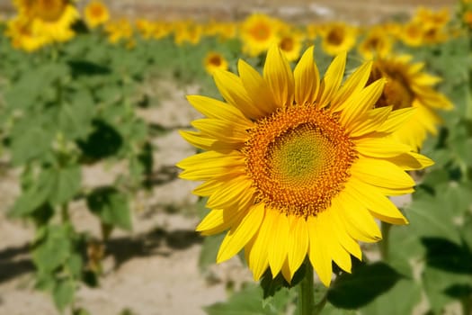 Colorful sunflower plantation with vibrant yellow flowers
