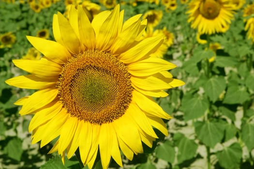 Colorful sunflower plantation with vibrant yellow flowers