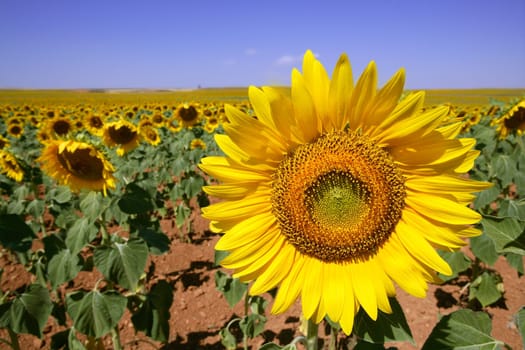 Colorful sunflower plantation with vibrant yellow flowers