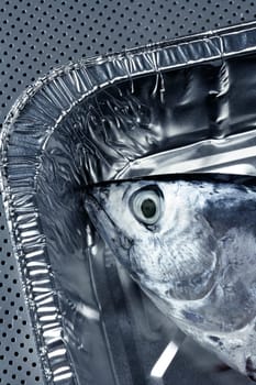 Euthynnus alletteratus, called false albacore from Mediterranean sea
